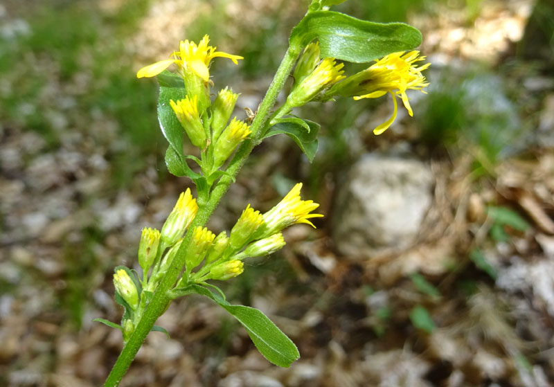 Solidago virgaurea - Asteraceae